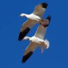 Snow Geese Flying Diamond Painting