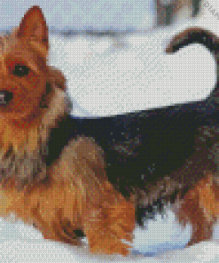 Australian Terrier In Snow Diamond Painting