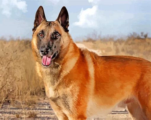 Belgian Malinois Diamond Painting