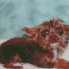Brown Chorkie Puppy Diamond Painting