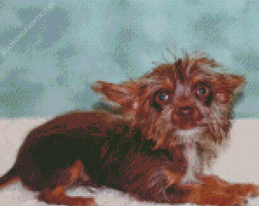 Brown Chorkie Puppy Diamond Painting