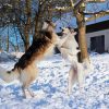 Cute Borzoi Dogs In Snow Diamond Painting