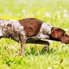 German Shorthaired Dog Running Diamond Painting