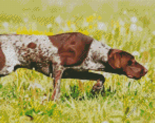 German Shorthaired Dog Running Diamond Painting