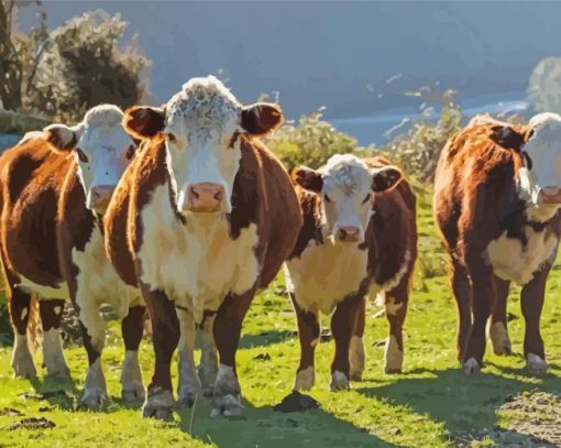 Hereford Cows Diamond Painting