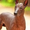 Mexican Hairless Dog Animal Diamond Painting