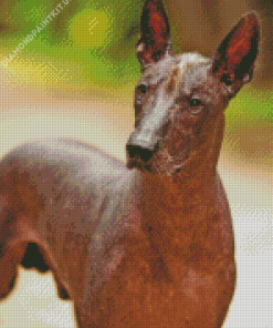 Mexican Hairless Dog Animal Diamond Painting