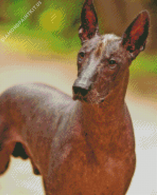 Mexican Hairless Dog Animal Diamond Painting