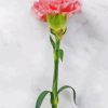 Carnation Flower On Table Diamond Painting