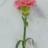 Carnation Flower On Table Diamond Painting