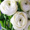 White Ranunculus Diamond Painting