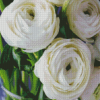 White Ranunculus Diamond Painting