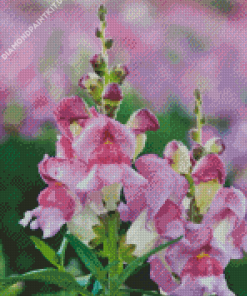 White And Purple Snapdragons Diamond Painting