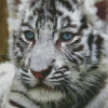 White Tiger Baby Cub Diamond Painting