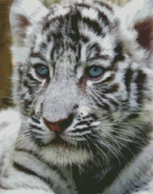 White Tiger Baby Cub Diamond Painting