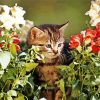 Cat In A Flowery Garden Diamond Painting