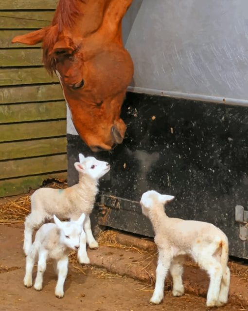 Sheep And Horses Together Diamond Painting