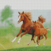 Horse And Colt Runing Diamond Painting