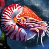 Nautilus Animal Art Diamond Painting