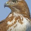 Red Tailed Hawk Diamond Painting