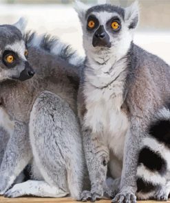Ring Tailed Lemur Animals Diamond Painting
