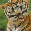 Adorable Smiling Tiger Diamond Painting