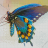 Blue Green Butterfly Wing Diamond Painting