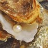 Oyster Pearl Diamond Painting