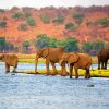African Elephants Botswana Diamond Painting