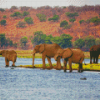 African Elephants Botswana Diamond Painting