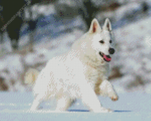 American White Shepherd Playing In Snow Diamond Painting