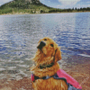 Blonde Dog On A Lake Diamond Painting