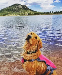 Blonde Dog On A Lake Diamond Painting