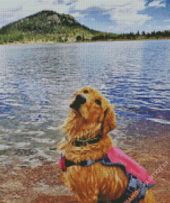 Blonde Dog On A Lake Diamond Painting