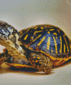 Box Turtle Diamond Painting