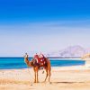 Camel in Hurghada Beach Diamond Painting