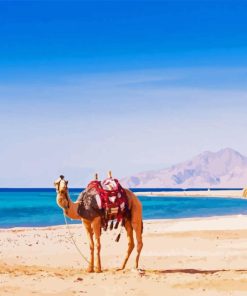 Camel in Hurghada Beach Diamond Painting