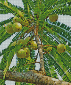 Ceylon Gooseberry Plant Diamond Painting