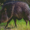 Chacoan Peccary Diamond Painting