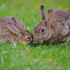 Cottontail Rabbits Diamond Painting