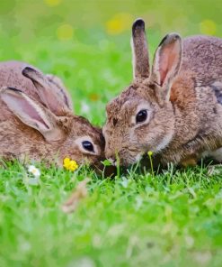 Cottontail Rabbits Diamond Painting