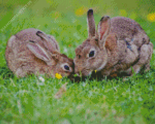 Cottontail Rabbits Diamond Painting