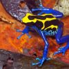 Dart Frogs Diamond Painting