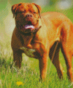 Dog de Bordeaux Diamond Painting