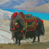 Domestic Yak Animal Diamond Painting