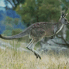 Eastern Grey Kangaroo Jump Diamond Painting