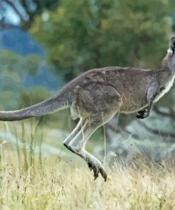 Eastern Grey Kangaroo Jump Diamond Painting