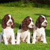 English Springer Spaniel Puppies Diamond Painting