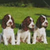 English Springer Spaniel Puppies Diamond Painting