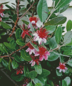 Feijoa Flowering Tree Diamond Painting